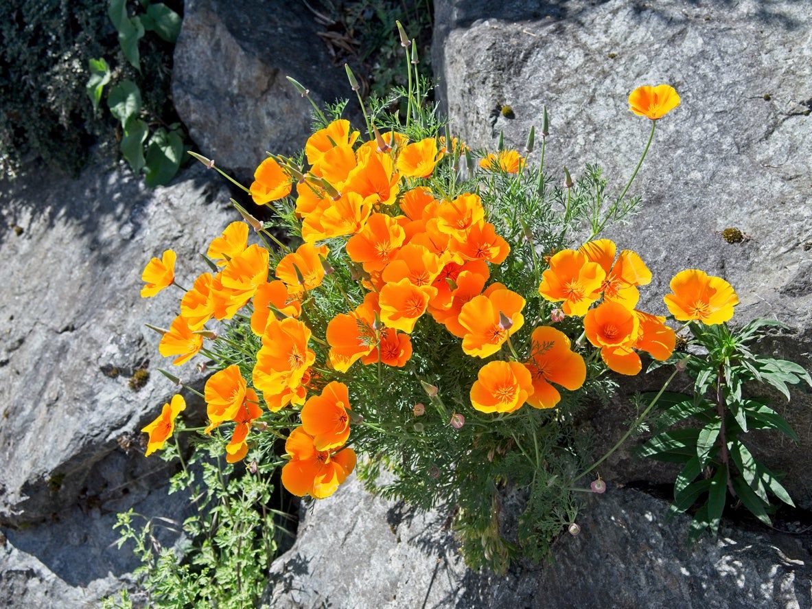 Bright Orange Wallflower Plant