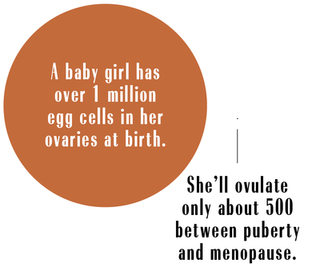 a baby girl has over 1 million egg cells in her ovaries at birth she'll ovulate only about 500 between puberty and menopause