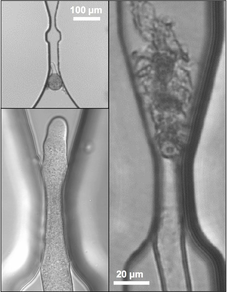 pollen tube before and after bursting.