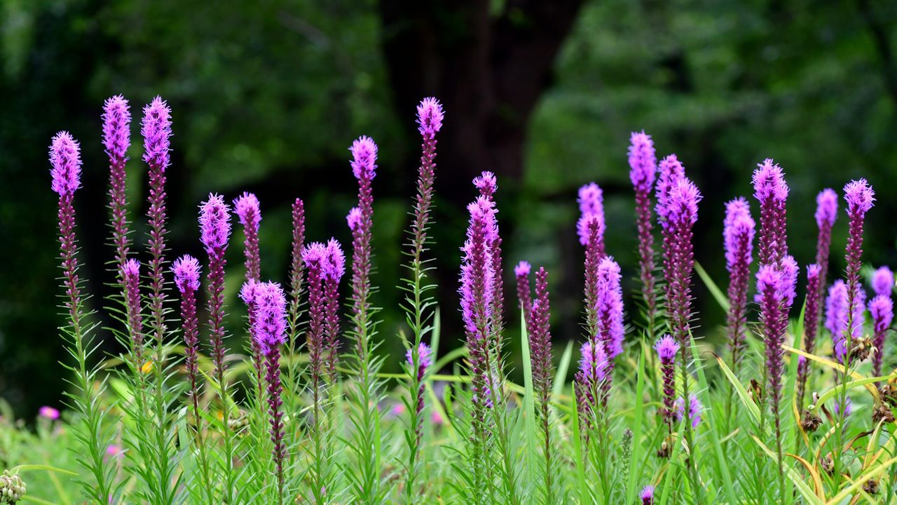 Blazing star, Liatris spicata, with purple blooms in a garden