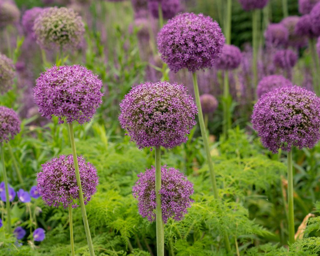 Alliums Care And Growing Guide Tips For Ornamental Onions Gardeningetc