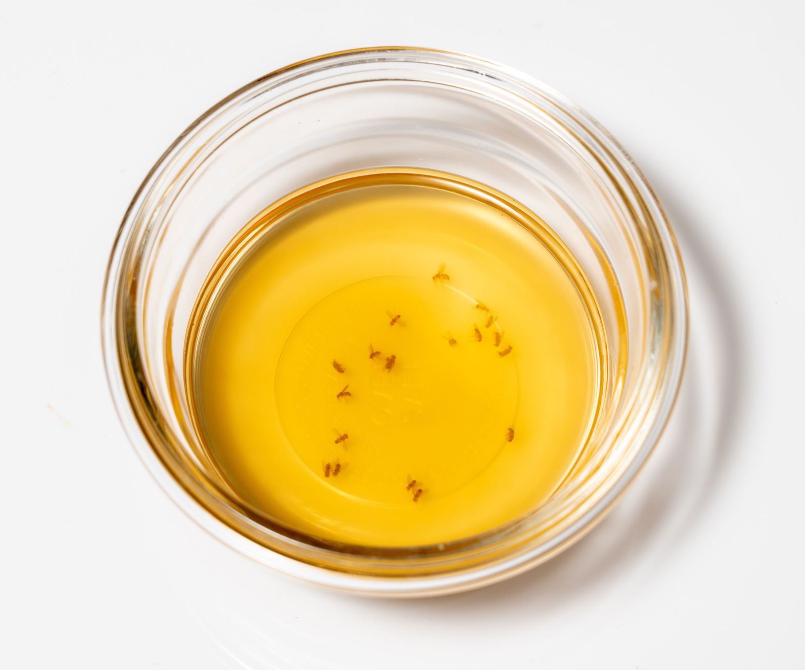 Simple DIY gnat traps: capture gnat flies in 3 steps or less | Homes