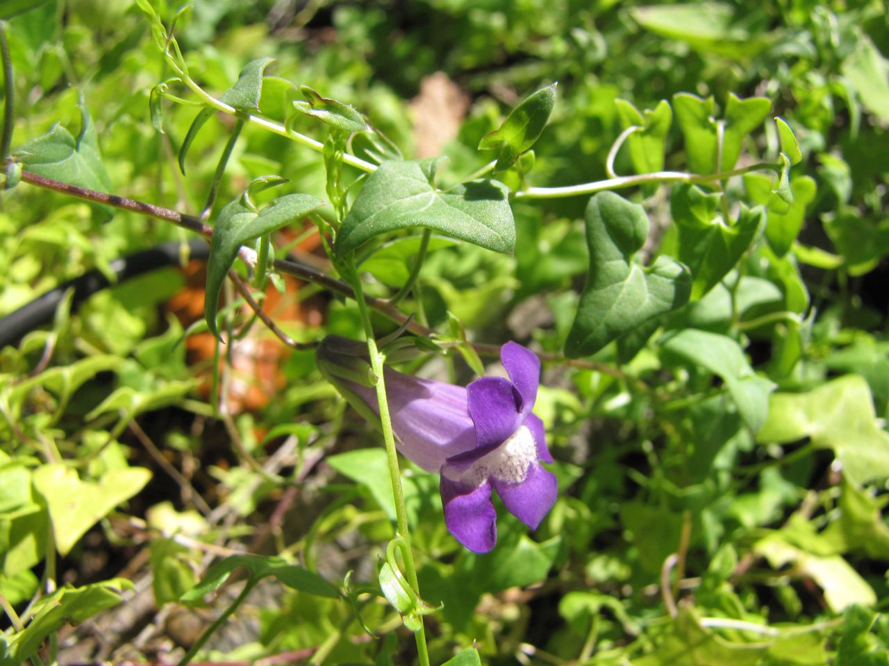 Purple Flowered Snapdragon Vine