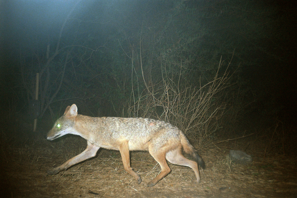 endangered species, leopards, leopard photos, western Maharashtra animals