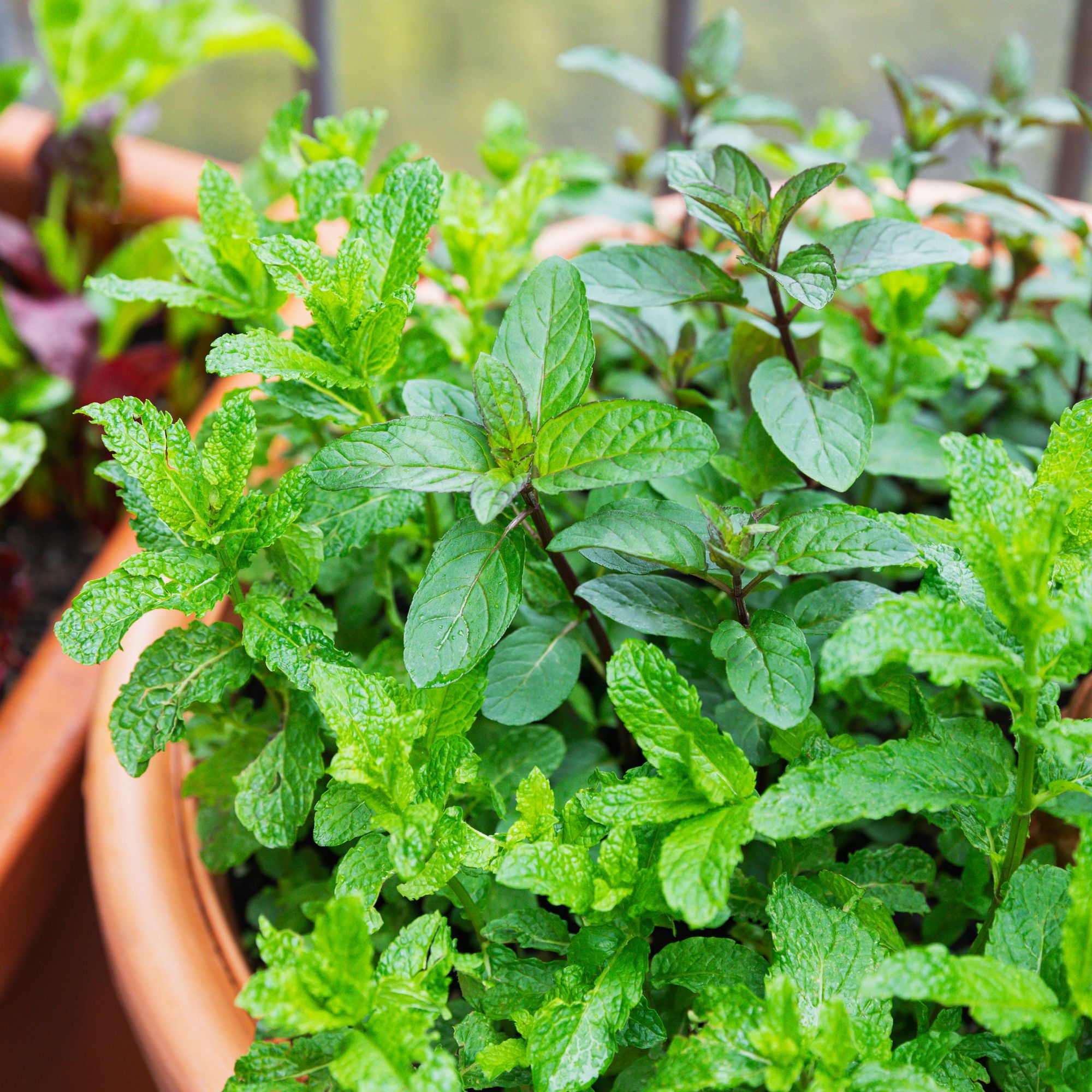 mint in pot