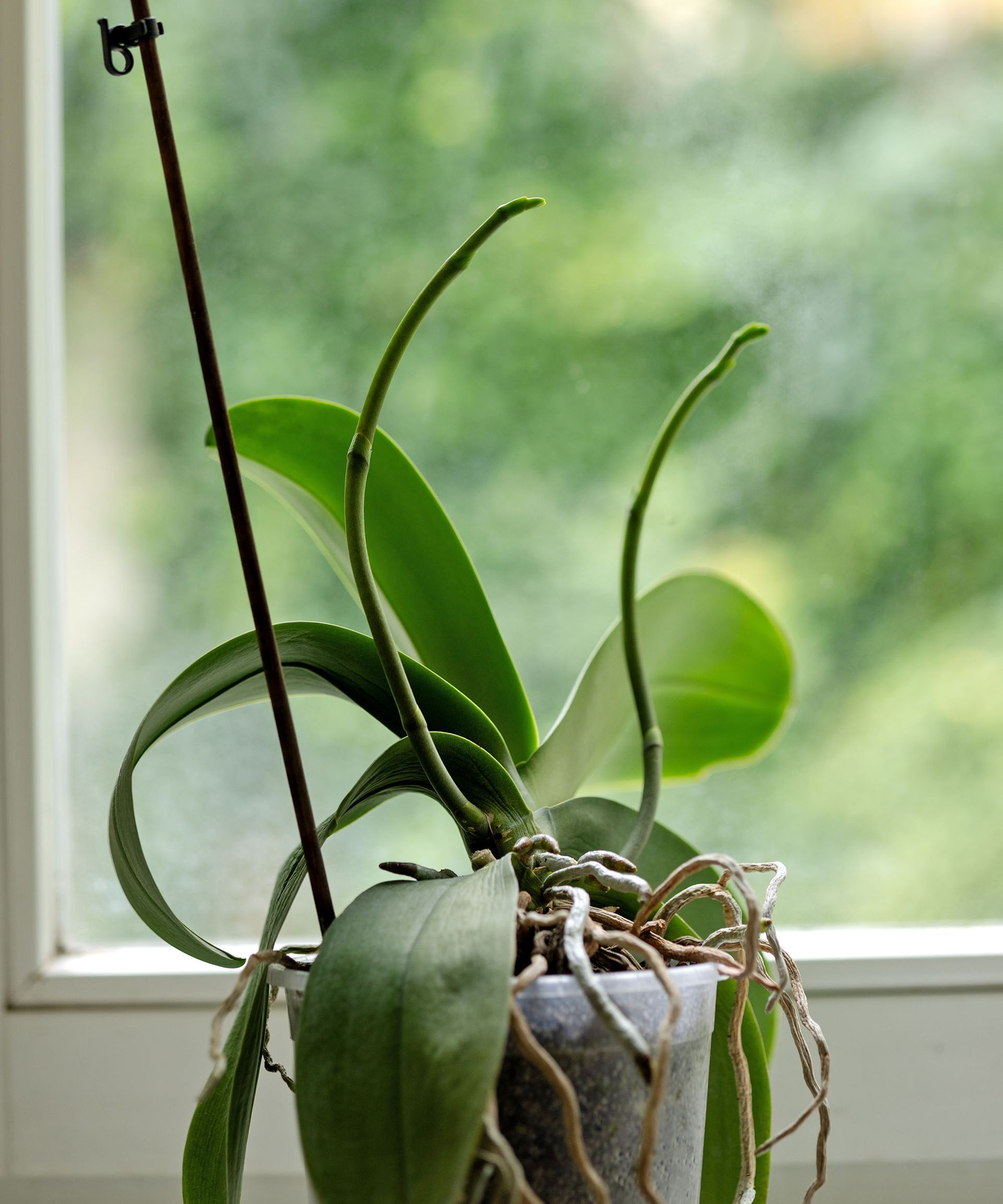 Orchid in front of window with two flower spikes growing