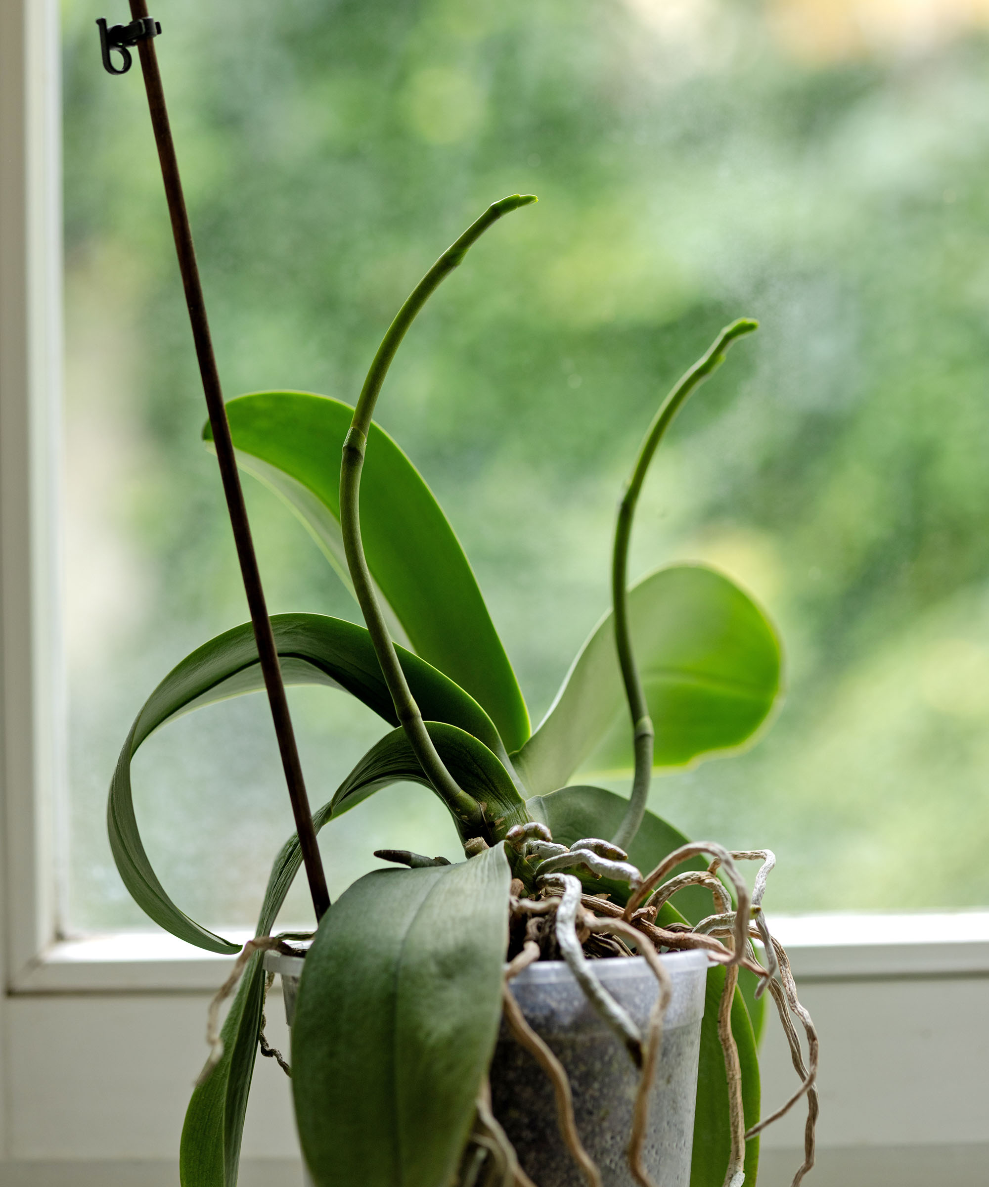 Orchid in front of window with two flower spikes growing