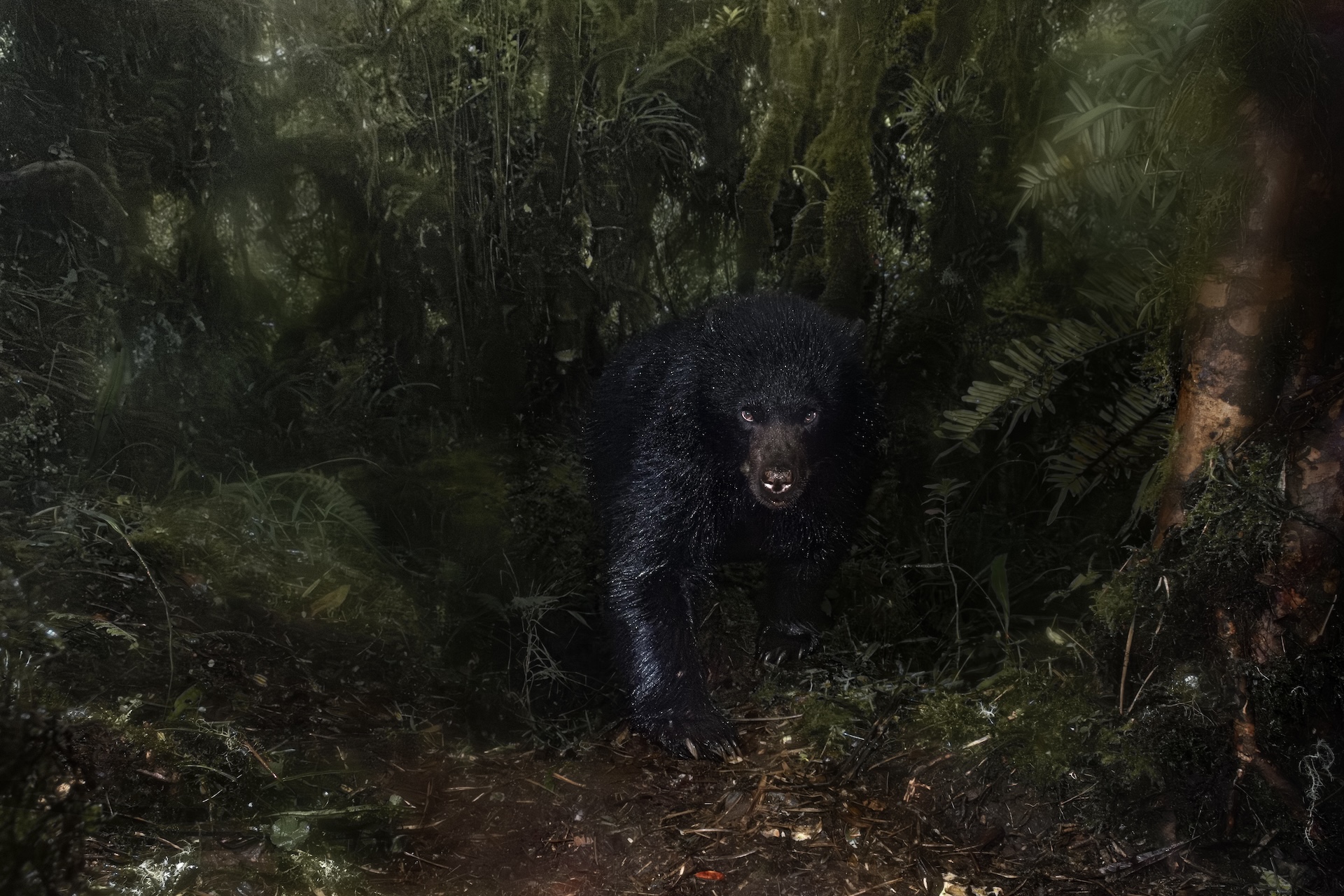 a black bear emerges from a shadowy forest
