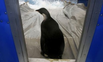 Probably the last time Happy Feet, the emperor penguin saved from near death in New Zealand, was seen earlier this month: His GPS tracker has since gone silent.