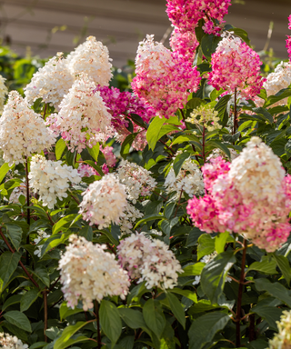 Hydrangeas