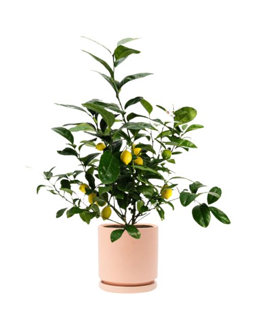 Meyer Lemon