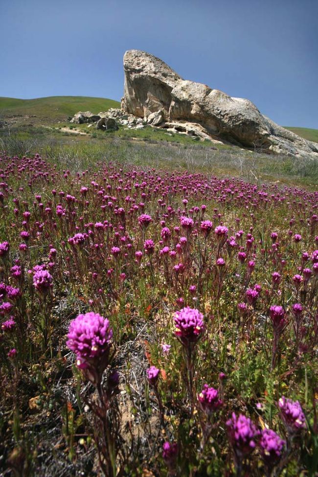 The Vibrant Wildflowers of Carrizo National Monument Live Science