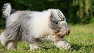 Old English sheepdog with very long hair