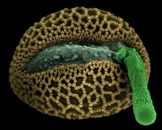 emerging pollen tube from lily pollen grain