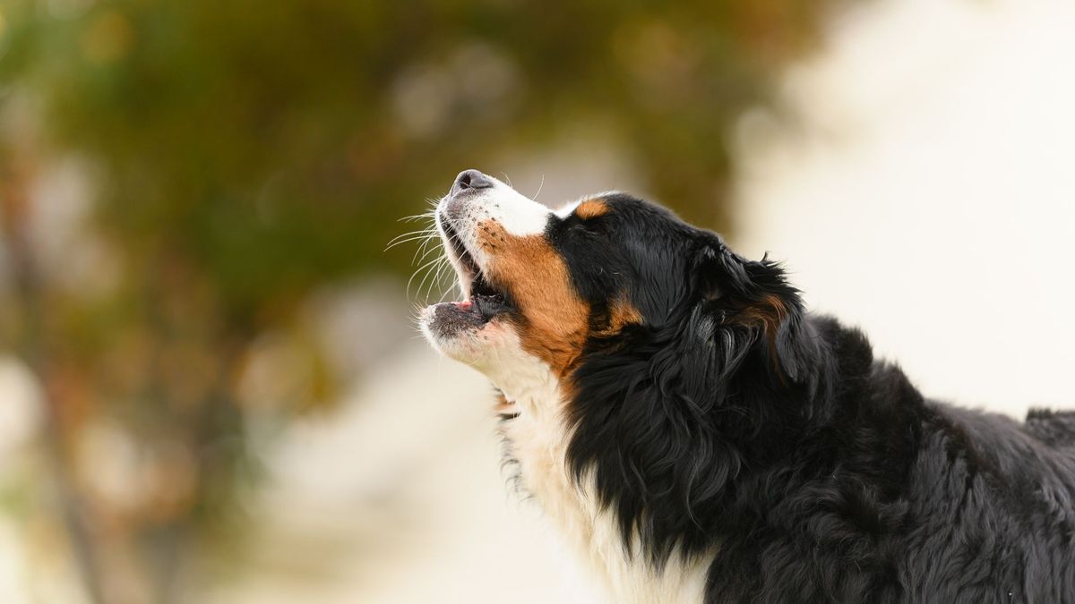 How To Handle Dog Aggression: Vet Solves 5 Common Behavioral Problems ...