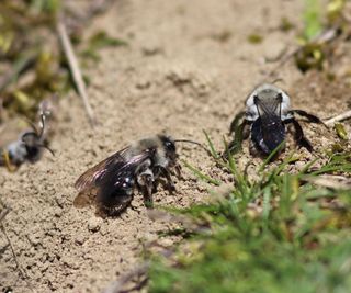 White ground bees in the dirt