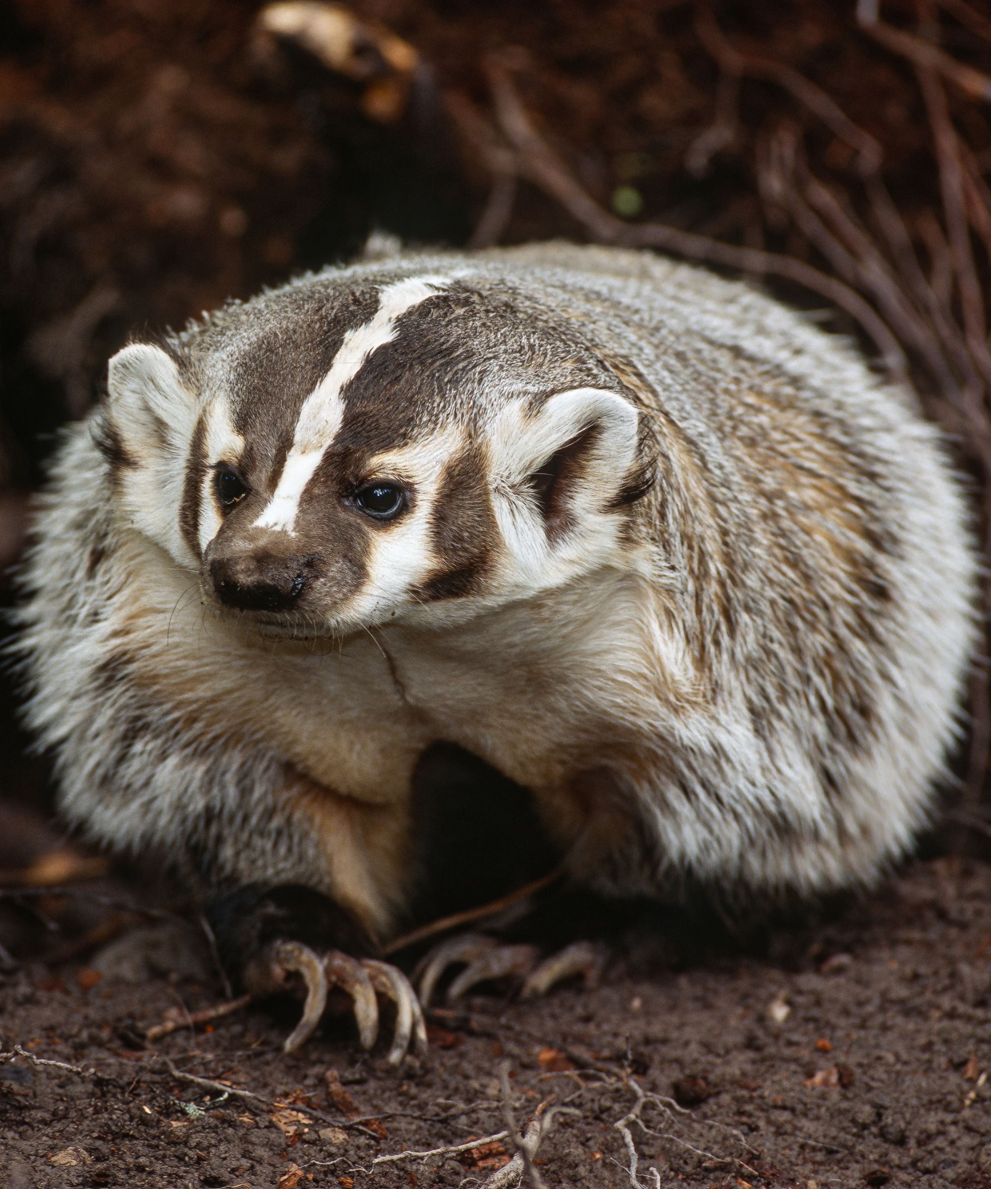 American badger