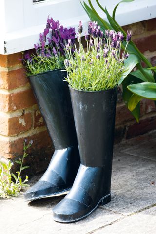 lavender in wellington unusual planter