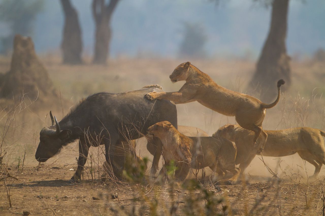 Lion pride bringing down a buffalo.