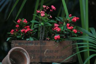 red flowers growing in a garden with lots of green foliage