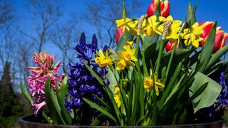 Multiple flowering spring bulbs in container