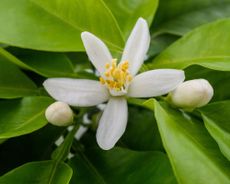lemon tree flower and some buds