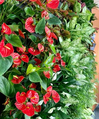 red Anthurium plants growing in a living wall