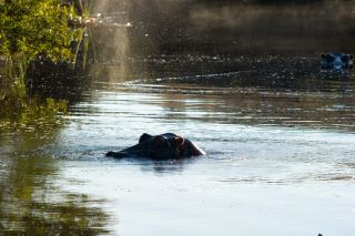 Game reserve through Lew Geffen