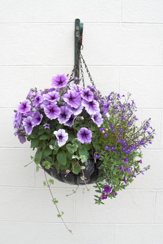 hanging basket ideas: purple flowers