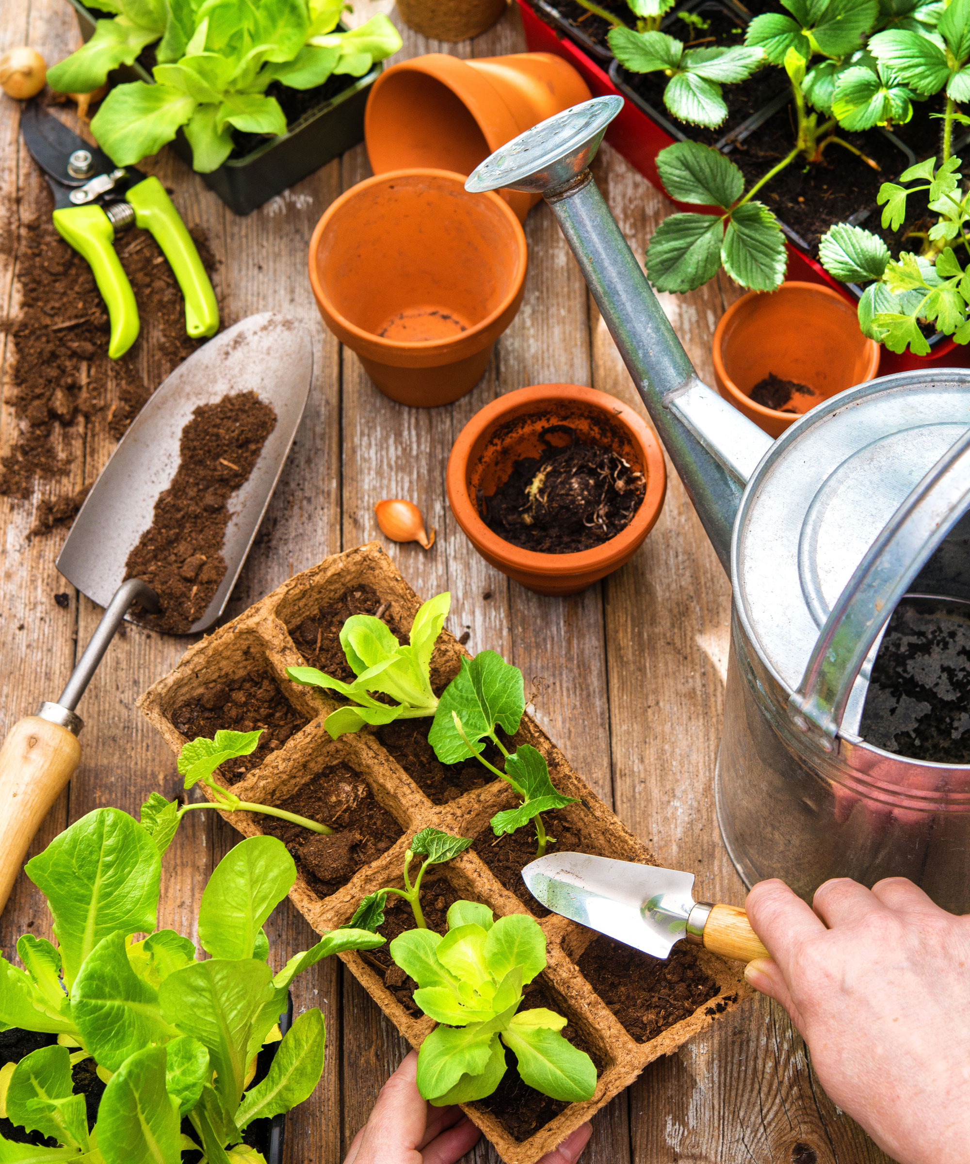 potting soil and terracotta pots with trowel and new plants and watering can