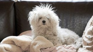 bichon frise