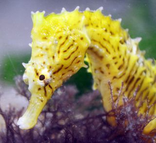 The dwarf seahorse, Hippocampus zosterae, has a head perfectly shaped to sneak up on fast moving copepods.