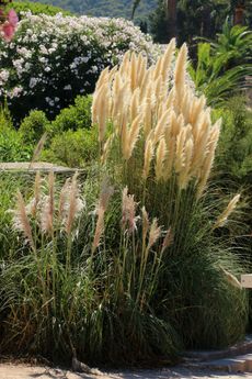 divide ornamental grass