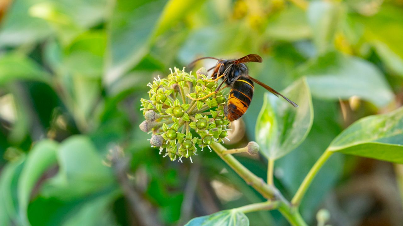 Asian hornet on plant