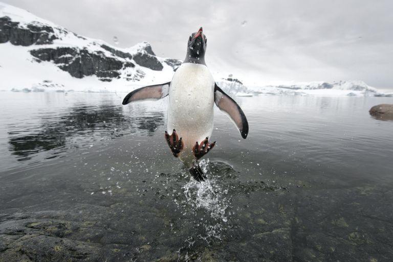 The winter Olympians of the natural world | Country Life