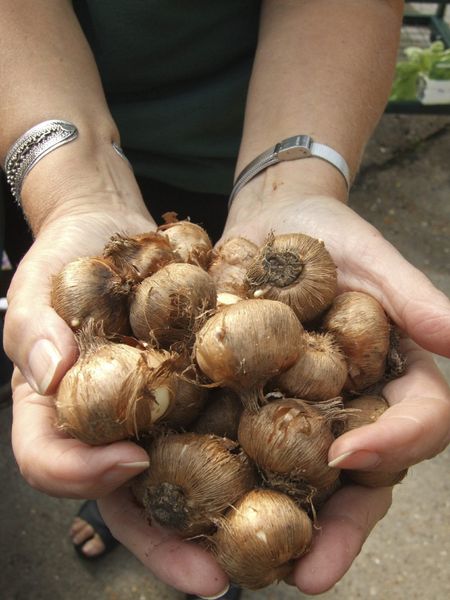 Hands Holding Crocus Bulbs