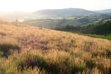 Porlock Vale in Somerset has been one of the beneficiaries of a renewal scheme — and it seems to be working.