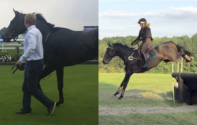 “This is Mr Gatsby, a rising six-year-old Flat racer bred in Bramham, Yorkshire and trained at Mark Wolford’s in Sheriff Hutton. He was last in all his races except one where he came fourth. He retired as a four-year-old to become my new event horse. We were placed 15th at Askham Bryan BE80(T) at the end of last season after a lot of fun and rosettes in the RoR showing classes. He has won or been placed in all disciplines we have tried and shows incredible scope and attitude. We love going to RoR clinics, lessons and competitions as well as going eventing. One day we hope to get back to Bramham for the horse trials but until then we have a lot of work to do!” — Lucy Robinson
