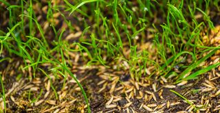 close up image of grass with grass seed on the surface to support advice on when to overseed a lawn