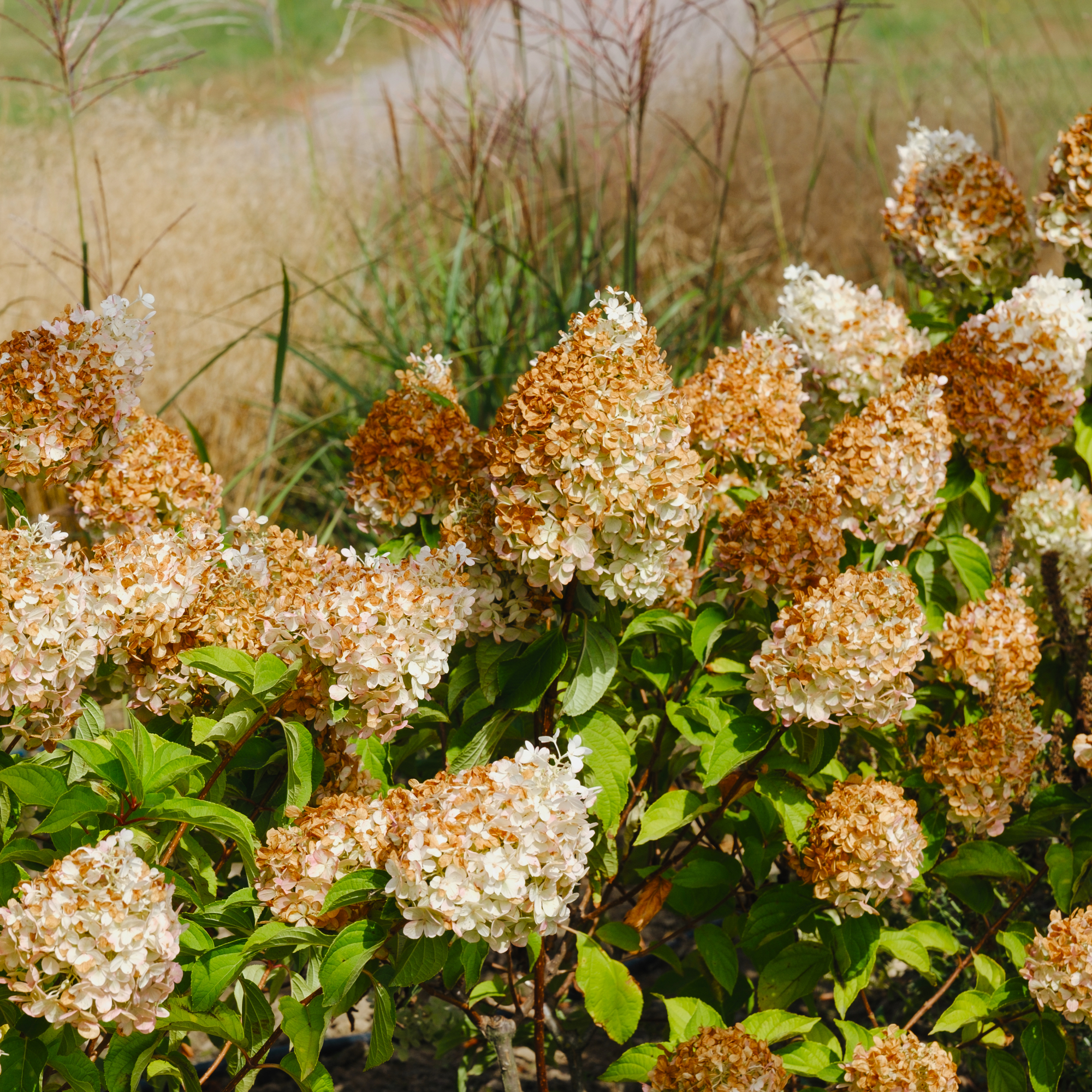 hydrangeas with brown flowers 