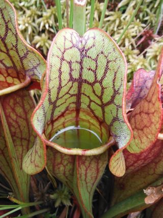 The northern pitcher plant is one of roughly 600 carnivorous plant species around the world. Researchers found these plants are capable of dissolving a dead salamander in as few as 10 days.