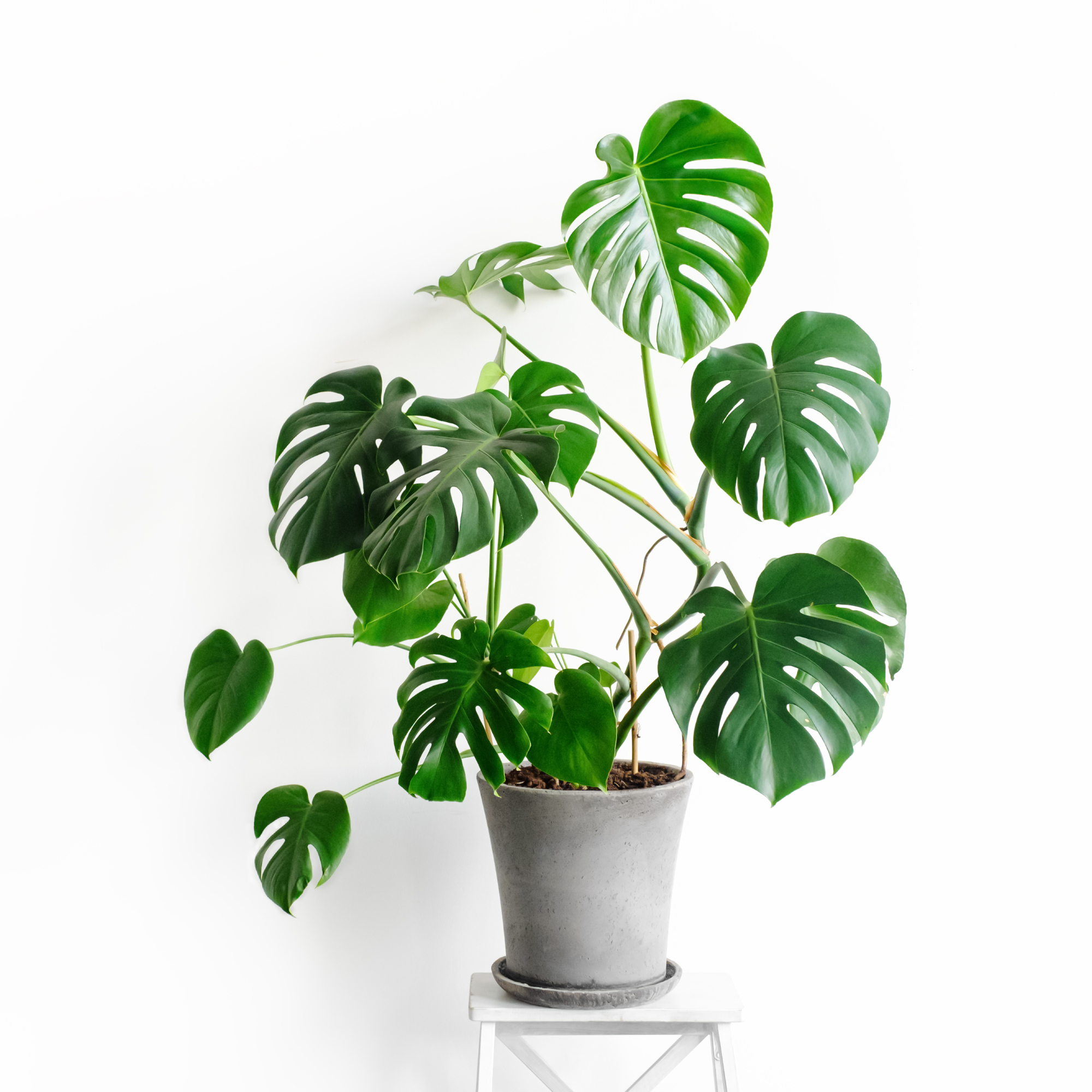 monstera houseplant against white wall