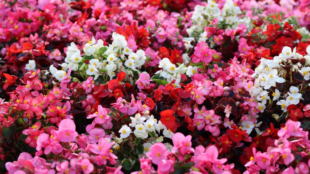 A close-up of pink, red and white begonias