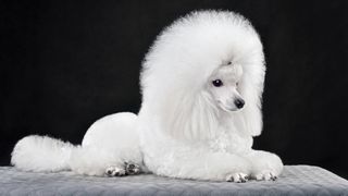 White poodle with beautiful hairstyle