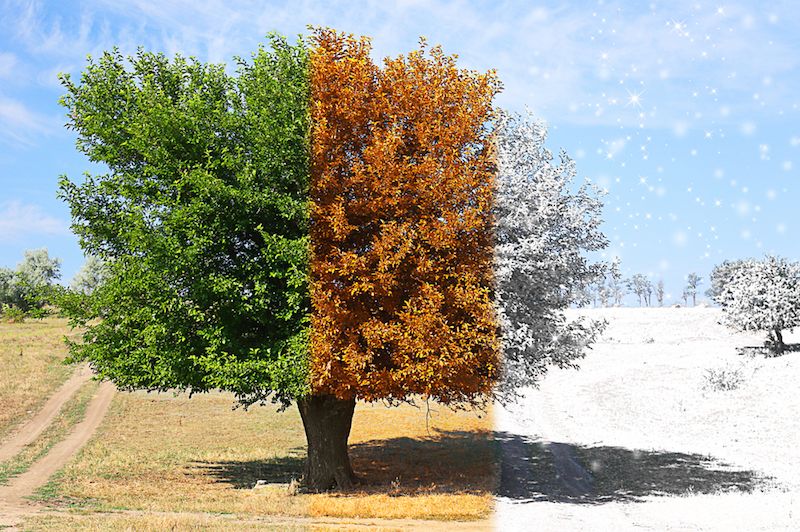 A tree is shown during different seasons.