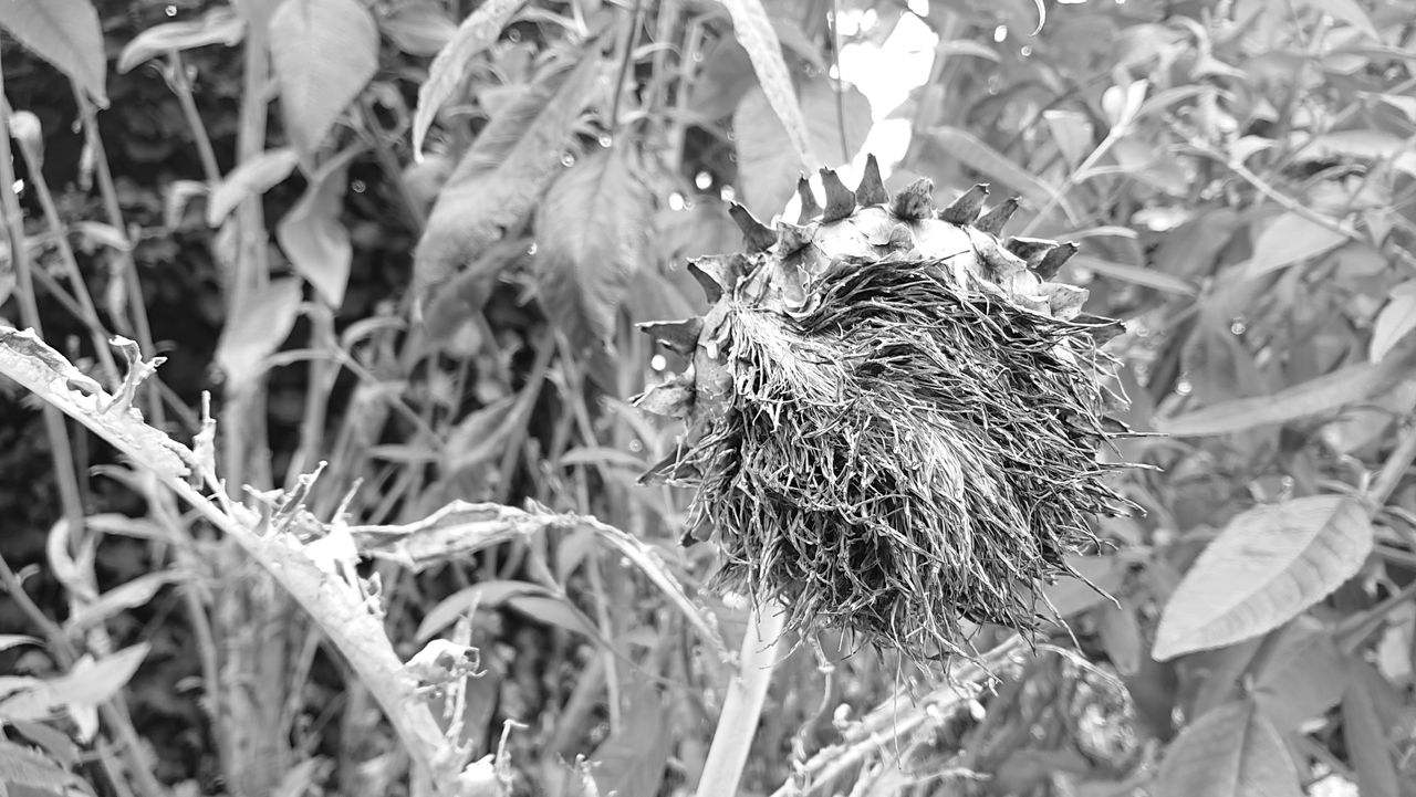 There&rsquo;s a black and white mode if you want to take more arty-looking shots.