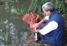 horse_lake_rescue.jpg