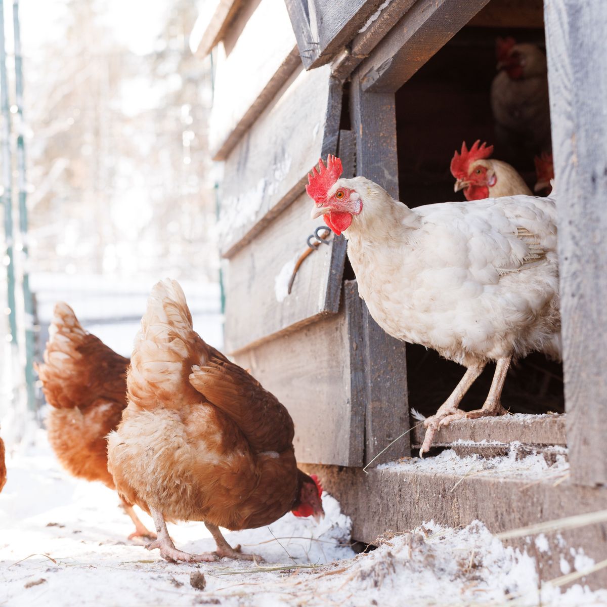 Winterizing Chicken Coop Pens And Boxes To Keep Birds Happy