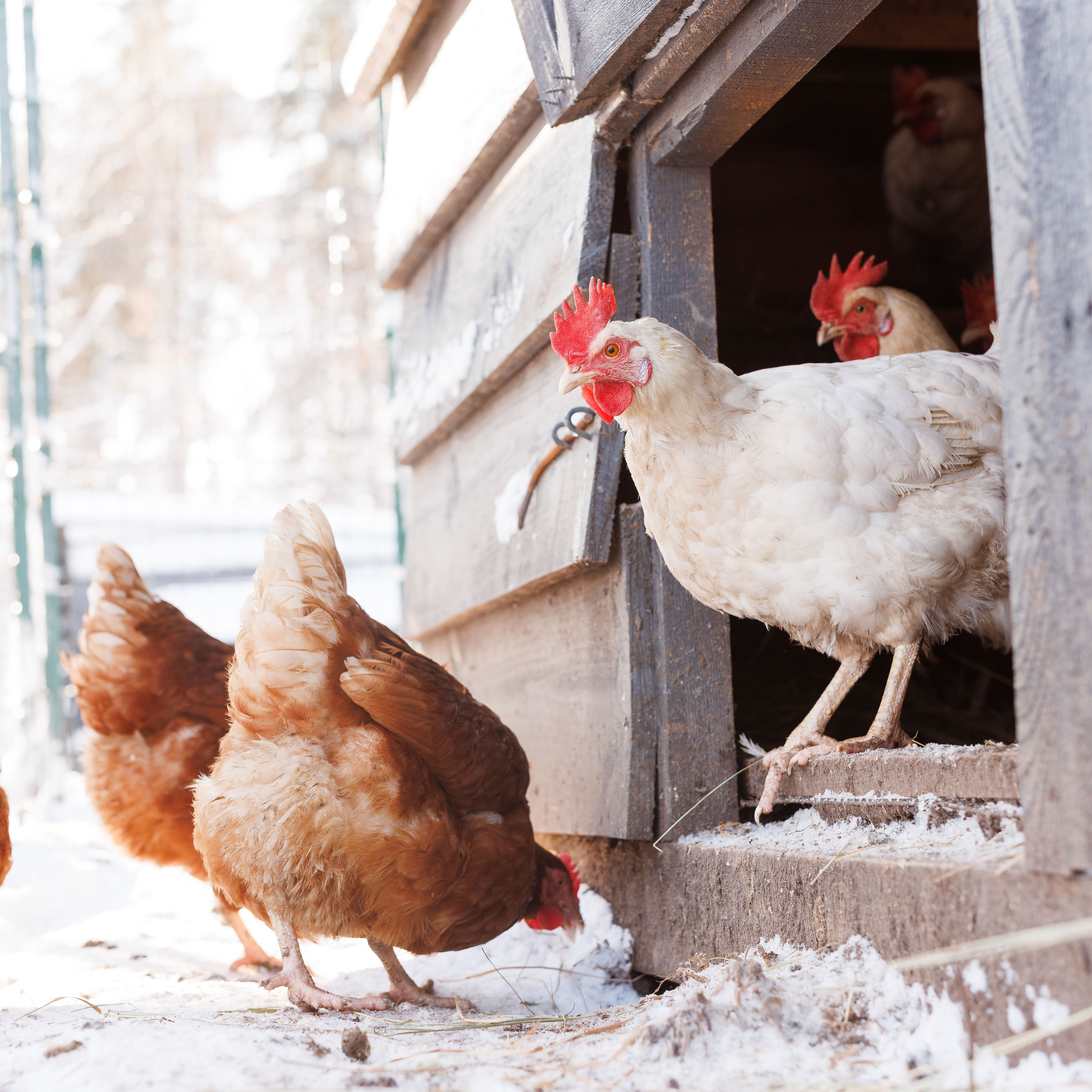 Winterizing Chicken Coop Pens And Boxes: 5 Steps To Keep Chickens Safe & Warm