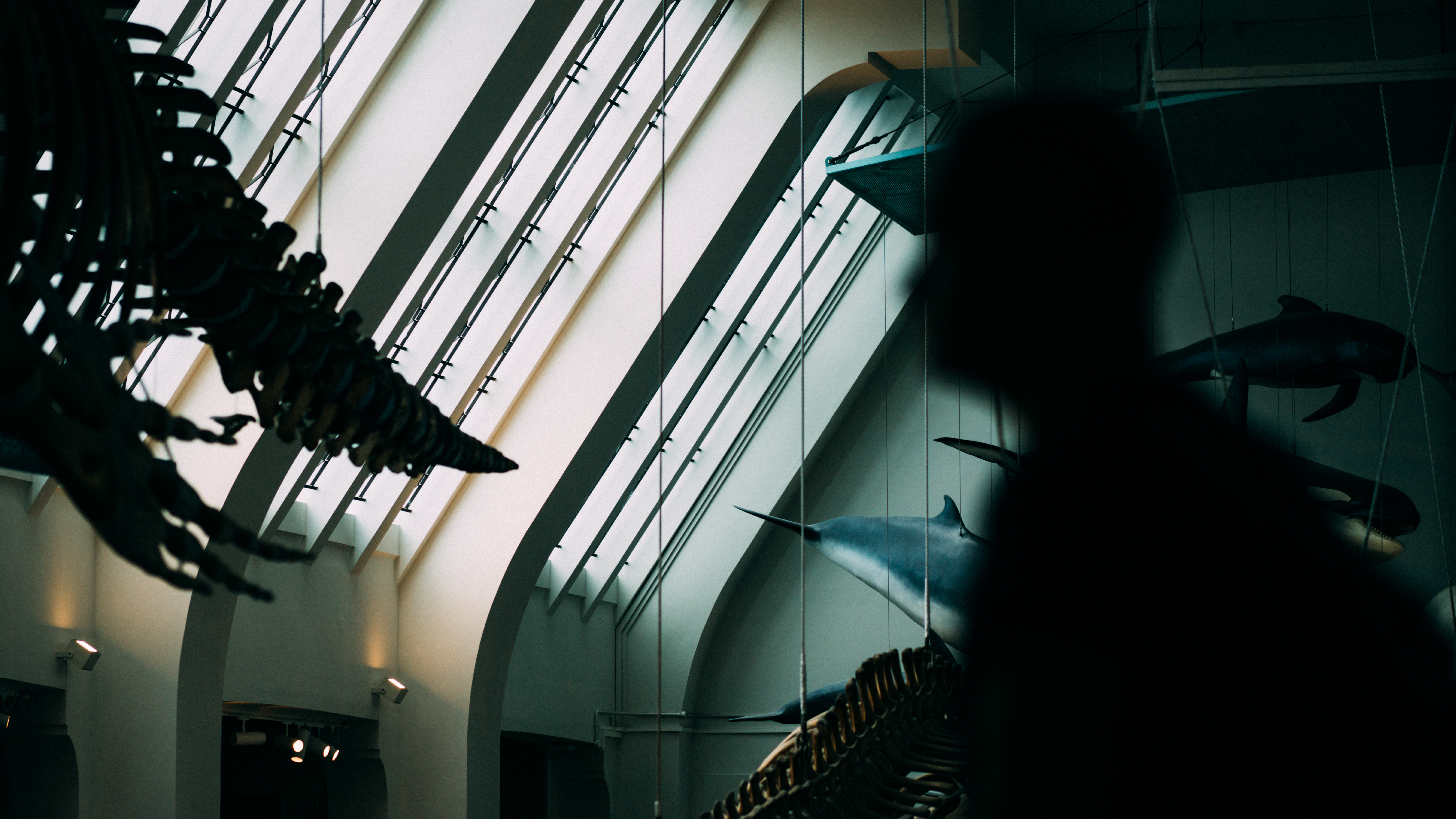 Interior image of the Natural History Museum in London, Olympus EM-5 Mark II sample images
